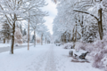 Straße mit schneebedeckten Bäumen