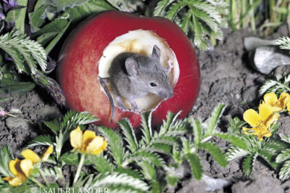 Eine Maus sitzt in einem ausgehöhlten Apfel