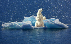 Eisbär auf einer Eisscholle im Meer