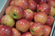 Äpfel mit Bücherhallen-Logo