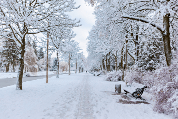 Straße mit schneebedeckten Bäumen